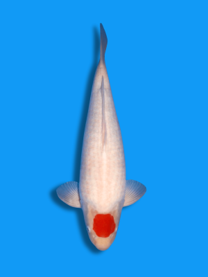 Tancho Kohaku | Koi&Co.